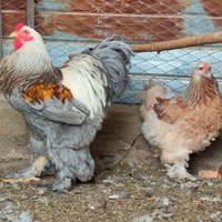 Brahma