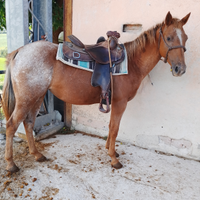 Cavalla Appaloosa