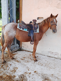 Cavalla Appaloosa