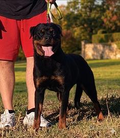 Rottweiler cucciolona