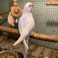 Parrocchetti dal collare