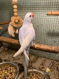 Parrocchetti dal collare