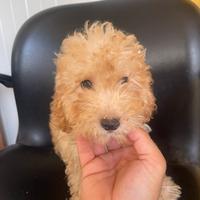 Cuccioli di barboncino nano maschio albicocca