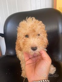 Cuccioli di barboncino nano maschio albicocca