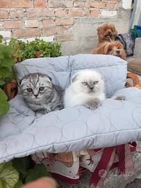 Gattini Scottish Fold