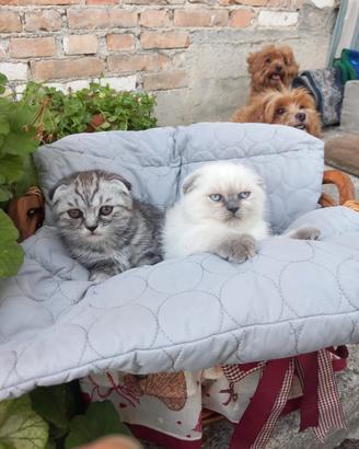 Gattini Scottish Fold