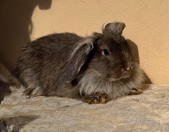 Coniglio nano ariete