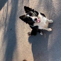 Femmina border collie
