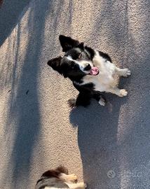 Femmina border collie