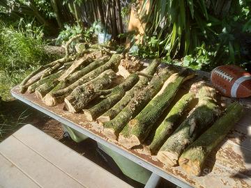Legno di bosso