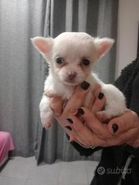 Cucciolo Maschio di Chihuahua
