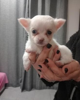 Cucciolo Maschio di Chihuahua
