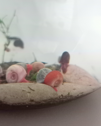 Planorbarius