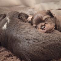 Chihuahua con pedigree