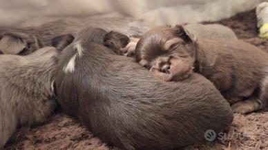 Chihuahua con pedigree