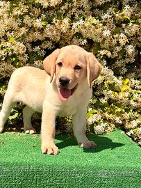 Labrador pedigree