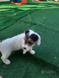 cuccioli di Jack russel 