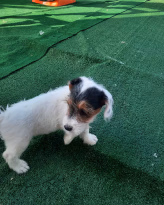 cuccioli di Jack russel 