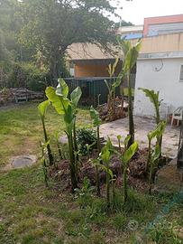 piante di Banano di tutte le misure 
