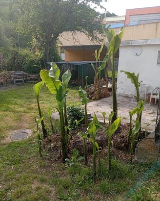 piante di Banano di tutte le misure 