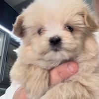 Maltipoo mini toy toy toy