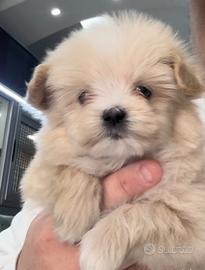 Maltipoo mini toy toy toy