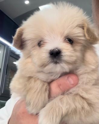 Maltipoo mini toy toy toy