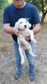 Setter inglese da caccia