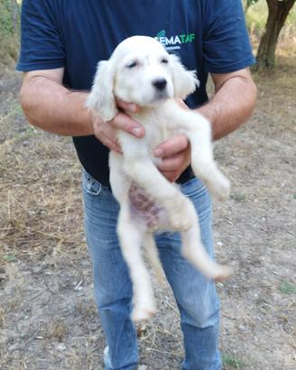 Setter inglese da caccia