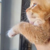 Mainecoon pedigree ANFI