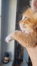 Mainecoon pedigree ANFI