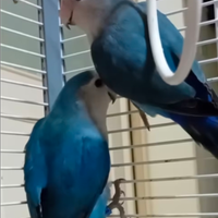 Coppia inseparabili