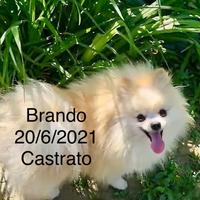 Esemplare maschio di Spitz tedesco nano