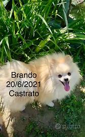 Esemplare maschio di Spitz tedesco nano