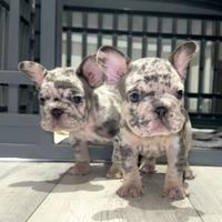 Cuccioli bulldog francesi merle maschi e femmine