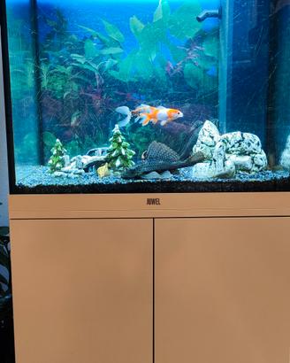 acquario 