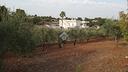 ter-agricolo-a-martina-franca