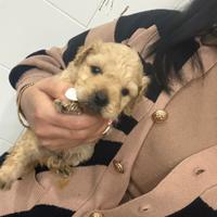 Barboncino Miny albicocca