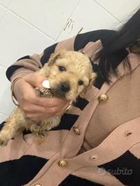 Barboncino Miny albicocca