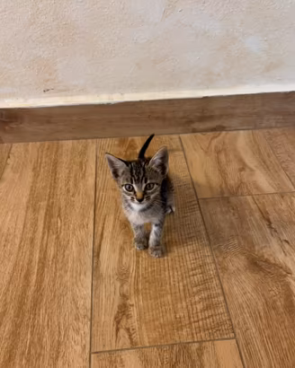 Gattini cuccuoli