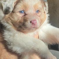 Cuccioli pastore australiano