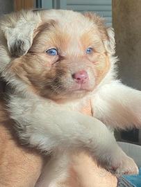 Cuccioli pastore australiano