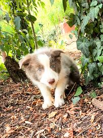 border  collie 