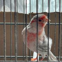 Canarini coppie di Agata pastello avorio e rosso