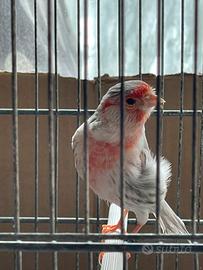 Canarini coppie di Agata pastello avorio e rosso