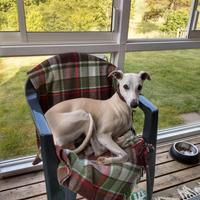 Cucciolo o giovane Whippet
