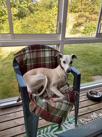 Cucciolo o giovane Whippet