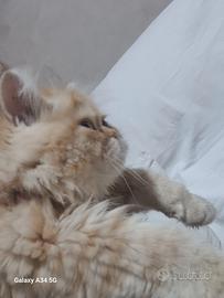 Gatto persiano