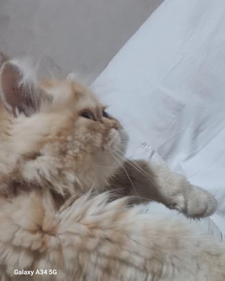 Gatto persiano