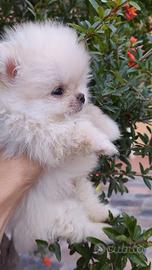Pomerania Nano